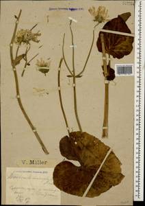 Doronicum macrophyllum Fisch., Caucasus, Krasnodar Krai & Adygea (K1a) (Russia)