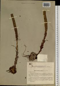 Orostachys spinosa (L.) Mey. ex A. Berger, Siberia, Baikal & Transbaikal region (S4) (Russia)
