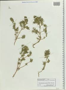 Petrosimonia triandra (Pall.) Simonk., Eastern Europe, Rostov Oblast (E12a) (Russia)