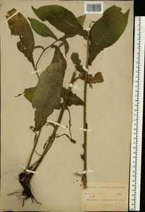 Centaurea stenolepis A. Kern., Eastern Europe, Central forest-and-steppe region (E6) (Russia)