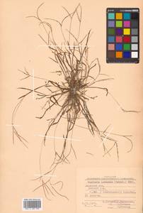 Digitaria ischaemum (Schreb.) Muhl., Siberia, Russian Far East (S6) (Russia)