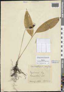 Convallaria majalis L., Eastern Europe, Moscow region (E4a) (Russia)