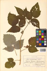 Rubus idaeus subsp. melanolasius Focke, Siberia, Russian Far East (S6) (Russia)