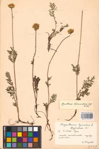 Tanacetum bipinnatum (L.) Sch. Bip., Eastern Europe, Eastern region (E10) (Russia)