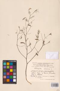 Astragalus arenarius L., Eastern Europe, Lithuania (E2a) (Lithuania)