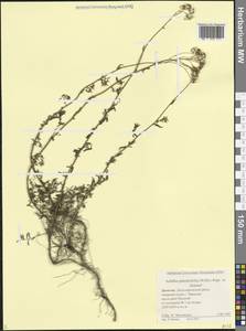 Achillea ptarmicifolia (Willd.) Rupr. ex Heimerl, Caucasus, Dagestan (K2) (Russia)