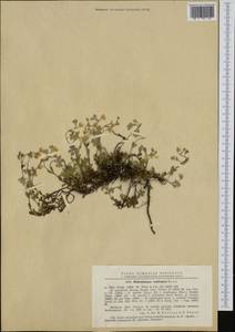 Helianthemum rupifragum A. Kerner, Western Europe (EUR) (Romania)
