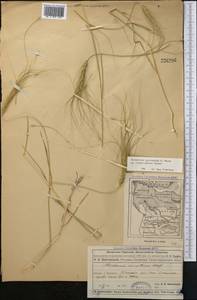 Taeniatherum caput-medusae (L.) Nevski, Middle Asia, Dzungarian Alatau & Tarbagatai (M5) (Kazakhstan)