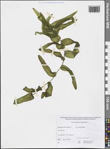 Potamogeton perfoliatus L., Siberia, Chukotka & Kamchatka (S7) (Russia)