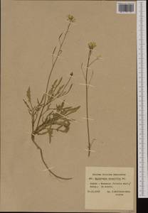 Diplotaxis tenuifolia (L.) DC., Western Europe (EUR) (Poland)