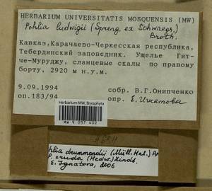 Pohlia drummondii (Müll. Hal.) A.L. Andrews, Bryophytes, Bryophytes - North Caucasus & Ciscaucasia (B12) (Russia)