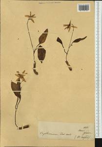 Erythronium dens-canis L., Western Europe (EUR) (Switzerland)