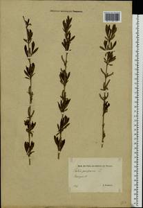 Salix purpurea L., Eastern Europe, Estonia (E2c) (Estonia)
