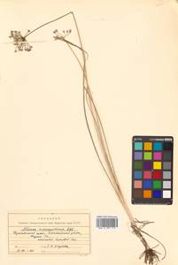Allium anisopodium Ledeb., Siberia, Russian Far East (S6) (Russia)