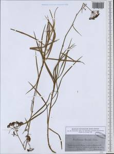 Bupleurum barceloi Coss. ex Willk., Western Europe (EUR) (Spain)