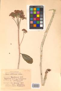 Hylotelephium erythrostictum (Miq.) H. Ohba, Siberia, Russian Far East (S6) (Russia)