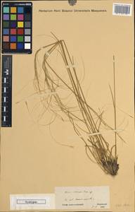 Stipa lagascae Roem. & Schult., South Asia, South Asia (Asia outside ex-Soviet states and Mongolia) (ASIA) (Iran)
