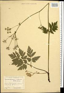 Eleutherospermum cicutarium (M. Bieb.) Boiss., Caucasus, Georgia (K4) (Georgia)