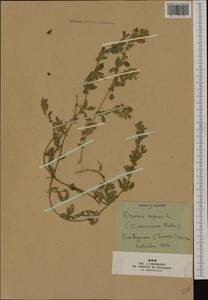Ononis spinosa subsp. procurrens (Wallr.)Briq., Western Europe (EUR) (France)