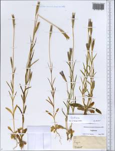 Gentiana, Middle Asia, Pamir & Pamiro-Alai (M2) (Tajikistan)