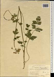 Semenovia dasycarpa (Regel & Schmalh.) Korovin ex Pimenov & V. N. Tikhom., South Asia, South Asia (Asia outside ex-Soviet states and Mongolia) (ASIA) (Afghanistan)