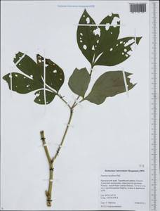 Paeonia lactiflora Pall., Siberia, Russian Far East (S6) (Russia)
