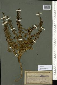 Blitum virgatum subsp. virgatum, Caucasus, Armenia (K5) (Armenia)
