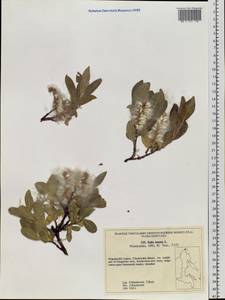 Salix lanata L., Siberia, Chukotka & Kamchatka (S7) (Russia)
