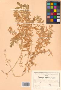 Honckenya peploides (L.) Ehrh., Siberia, Russian Far East (S6) (Russia)