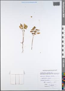 Euphorbia peplus L., Caucasus, Black Sea Shore (from Novorossiysk to Adler) (K3) (Russia)