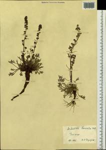 Artemisia borealis Pall., Siberia, Central Siberia (S3) (Russia)