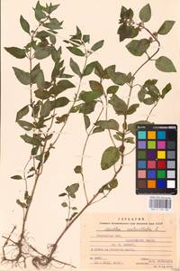 MHA 0 158 486, Mentha × verticillata L., Eastern Europe, Moldova (E13a) (Moldova)