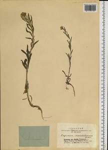 Erysimum hieraciifolium L., Siberia, Altai & Sayany Mountains (S2) (Russia)