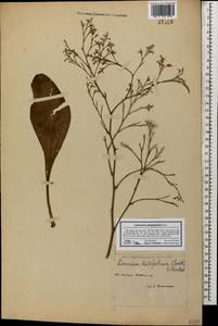 Limonium platyphyllum Lincz., Caucasus, Dagestan (K2) (Russia)