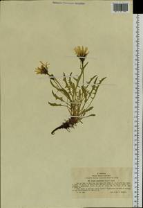 Crepis chrysantha subsp. chrysantha, Siberia, Western (Kazakhstan) Altai Mountains (S2a) (Kazakhstan)