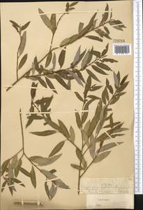 Salix triandra L., Middle Asia, Muyunkumy, Balkhash & Betpak-Dala (M9) (Kazakhstan)