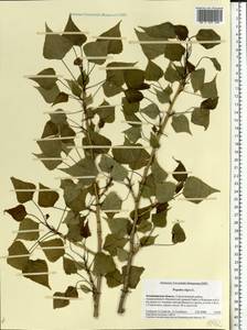 Populus nigra, Eastern Europe, Central region (E4) (Russia)