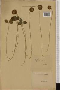 Trifolium repens L., Western Europe (EUR) (Italy)