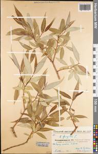 Salix fragilis L., Eastern Europe, North Ukrainian region (E11) (Ukraine)