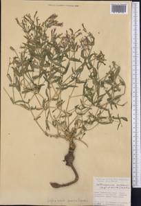 Gypsophila sewerzowii (Regel & Schmalh.) R. Kam., Middle Asia, Pamir & Pamiro-Alai (M2) (Tajikistan)