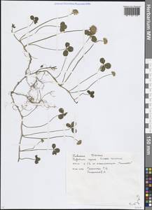 Trifolium repens L., Eastern Europe, Moscow region (E4a) (Russia)