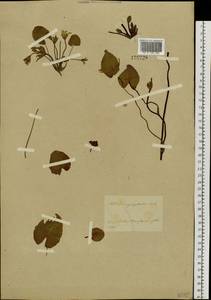 Nymphoides peltata (S. G. Gmel.) Kuntze, Siberia, Baikal & Transbaikal region (S4) (Russia)