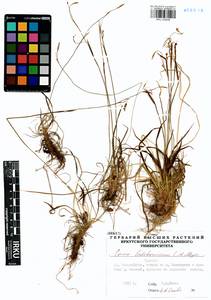 Carex ledebouriana C.A.Mey. ex Trevir., Siberia, Baikal & Transbaikal region (S4) (Russia)