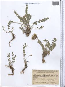 Astragalus platyphyllus Kar. & Kir., Middle Asia, Pamir & Pamiro-Alai (M2) (Uzbekistan)