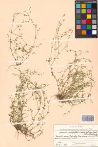 Arenaria serpyllifolia, Eastern Europe, Moscow region (E4a) (Russia)