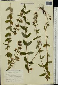 Hypericum hirsutum L., Eastern Europe, Latvia (E2b) (Latvia)