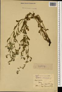Lycopsis arvensis subsp. orientalis (L.) Kusn., Caucasus, Azerbaijan (K6) (Azerbaijan)