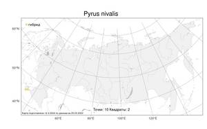 Pyrus nivalis Jacq., Atlas of the Russian Flora (FLORUS) (Russia)