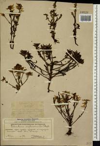Pedicularis labradorica Wirsing, Siberia, Chukotka & Kamchatka (S7) (Russia)