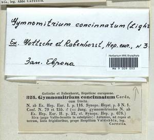 Gymnomitrion concinnatum (Lightf.) Corda, Bryophytes, Bryophytes - Western Europe (BEu) (Italy)